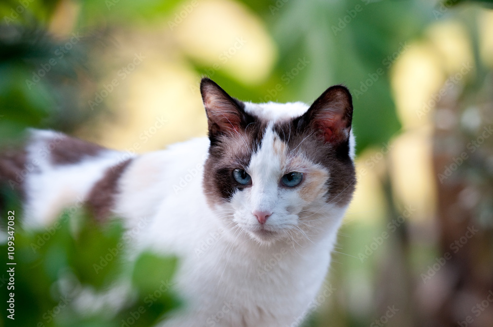 Beautiful white and black cat hunting in the garden. Beautiful white and black cat hunting in the garden.