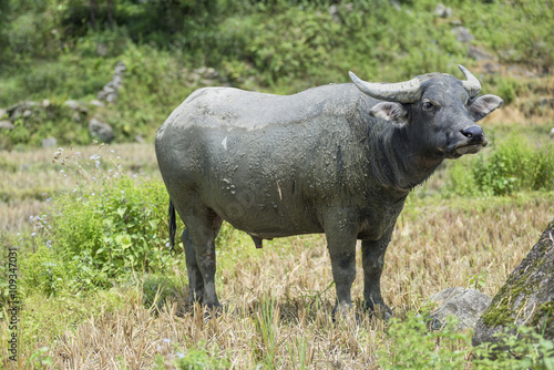 Asian water buffalo standing relax outdoors after soaking mud on hot days