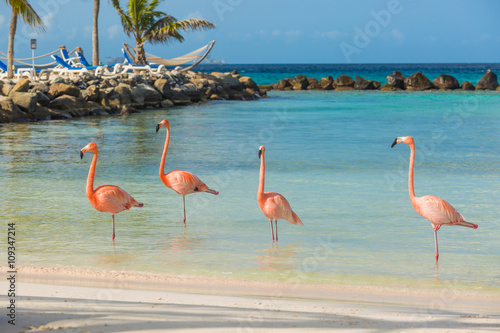 Obraz na płótnie Four flamingos on the beach