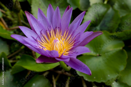 Closeup Purple Lotus Flower Bloom
