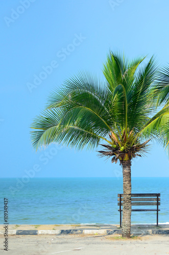 Bench near beach with green coconut tree