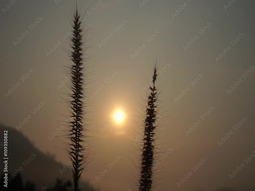 Landscape, morning sun rise from mountain
Clearing in the forest in sunny summer morning Landscape, morning sun rise from mountain
Clearing in the forest in sunny summer morning