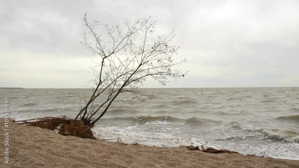 The tree on the beach after the storm The tree on the beach after the storm