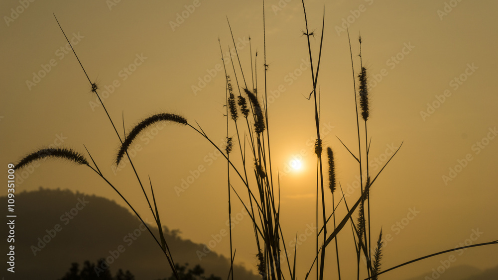 Obraz premium Landscape, morning sun rise from mountain .Clearing in the fores