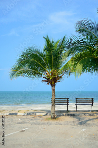 Bench near beach with green coconut tree