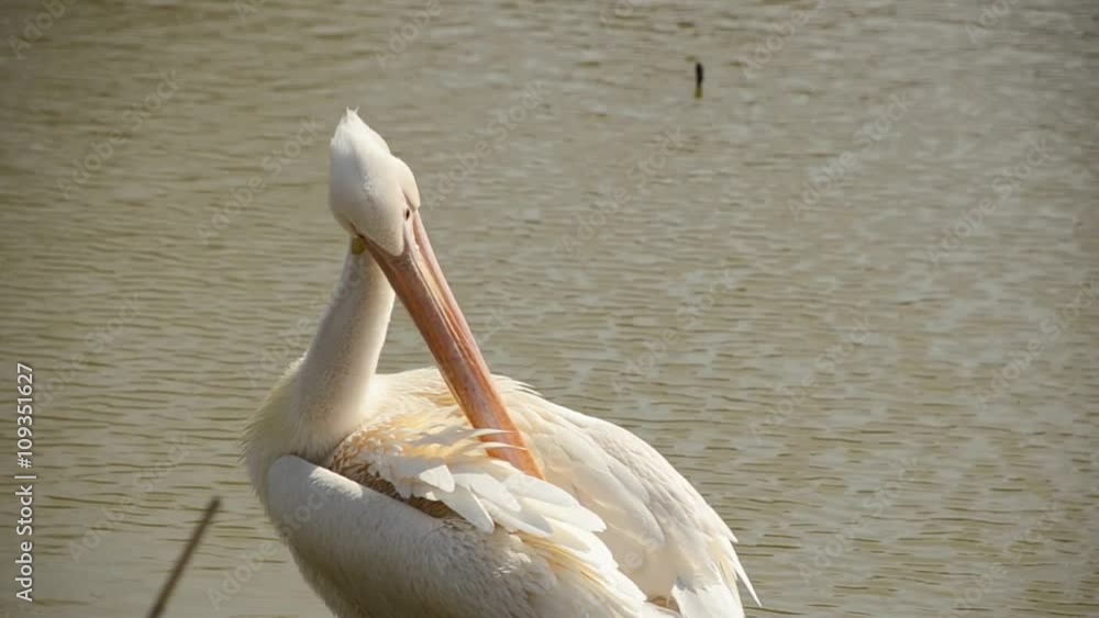 Pelican cleans feathers big beak Pelican cleans feathers big beak
