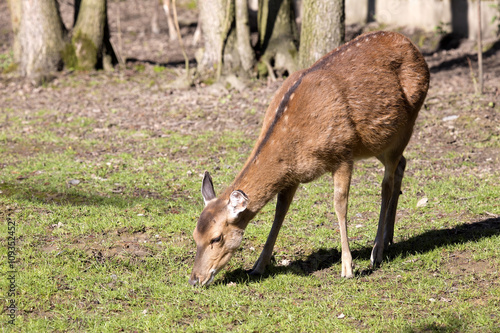 Vietnamese Sika deer, Cervus nippon pseudaxis, was exterminated