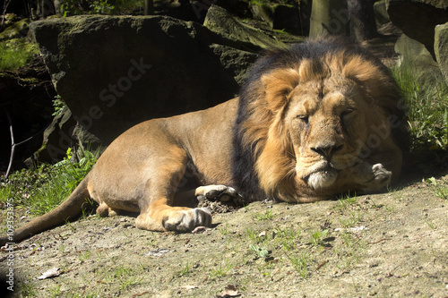 Asiatic lion  Panthera leo persica  lives in a small reserve in India