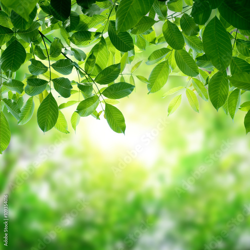green leaves with sun