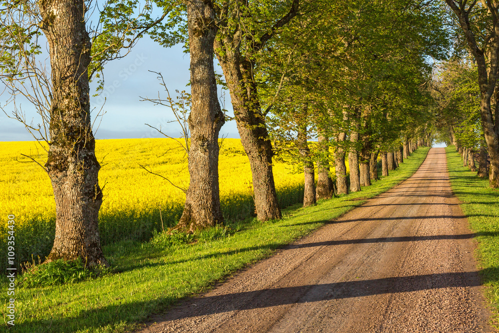 Naklejka premium Gravel road alley