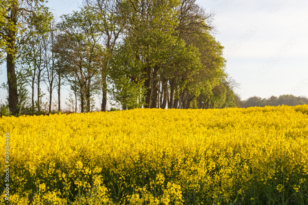 Flowering rape fields