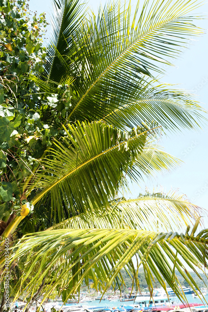 Fototapeta premium Coconut tree