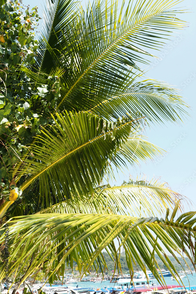 Coconut tree Coconut tree