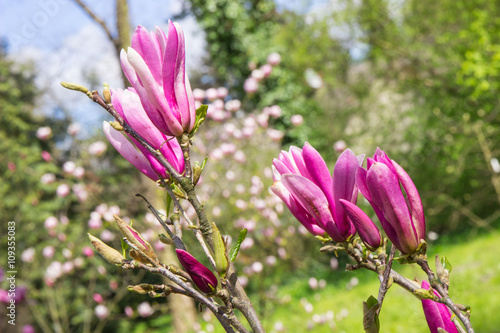 Blooming colorful magnolia flowers in sunny garden or park  springtime