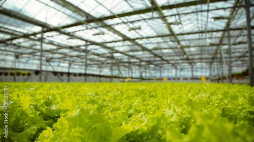 Lettuce cultivation in a greenhouse