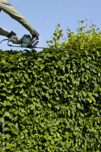 Hecke Schneiden