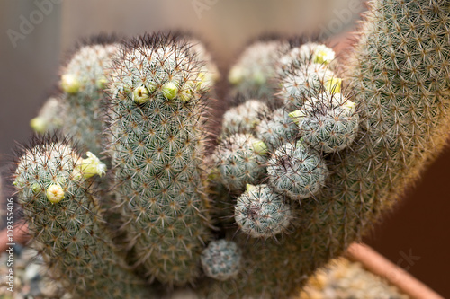 Cactus thorn