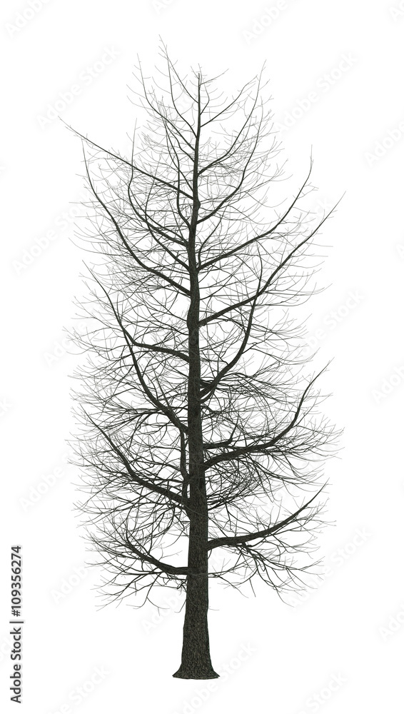 Obraz premium 3D Rendering Chestnut Tree on White