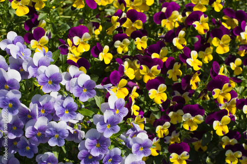                  Pansy Violet