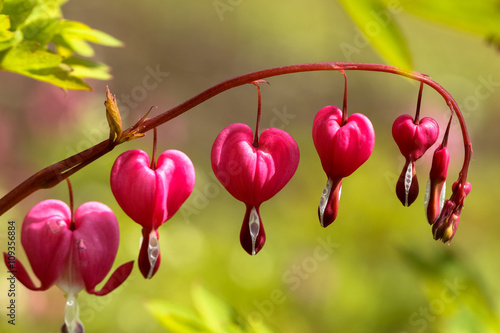 Bunch of colorful heart flowers on the twig