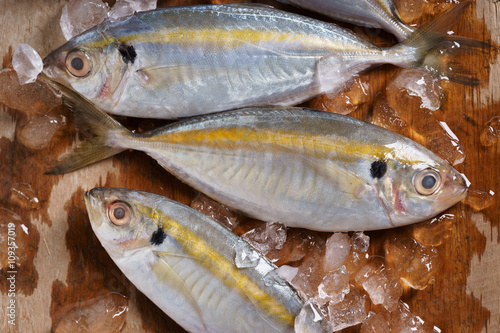 Fototapeta Naklejka Na Ścianę i Meble -  yellowstripe scad fish.