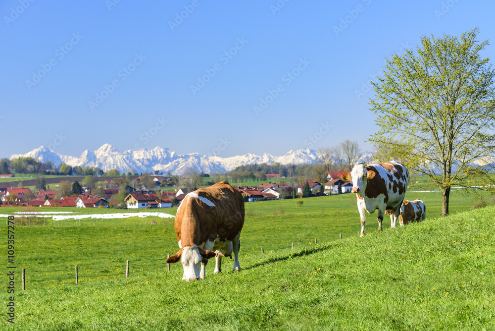 grasendes Milchvieh auf einer Weide am Alpenrand