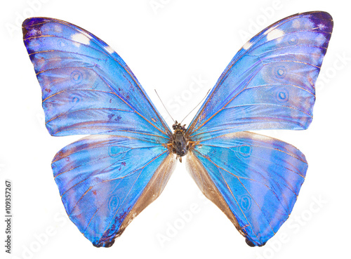 Fotografija morpho adonis blue butterfly