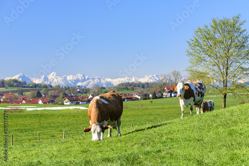 grasendes Milchvieh auf einer Weide am Alpenrand