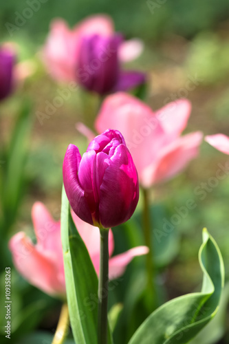 Purple and pink tulip flowers with narrow depth of field