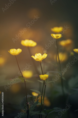 paigle flowers on the meadow, vintage toned photo © GCapture
