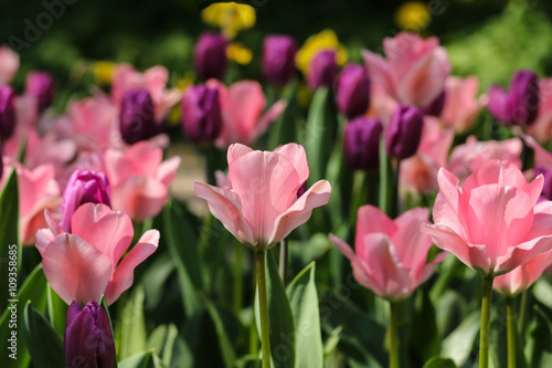 Bunch of pink and purple tulip flowers with narrow depth of field