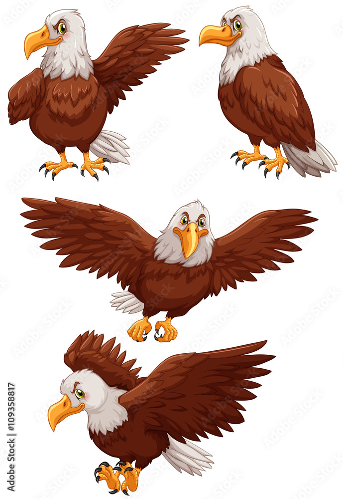 Obraz premium Four eagles in different actions