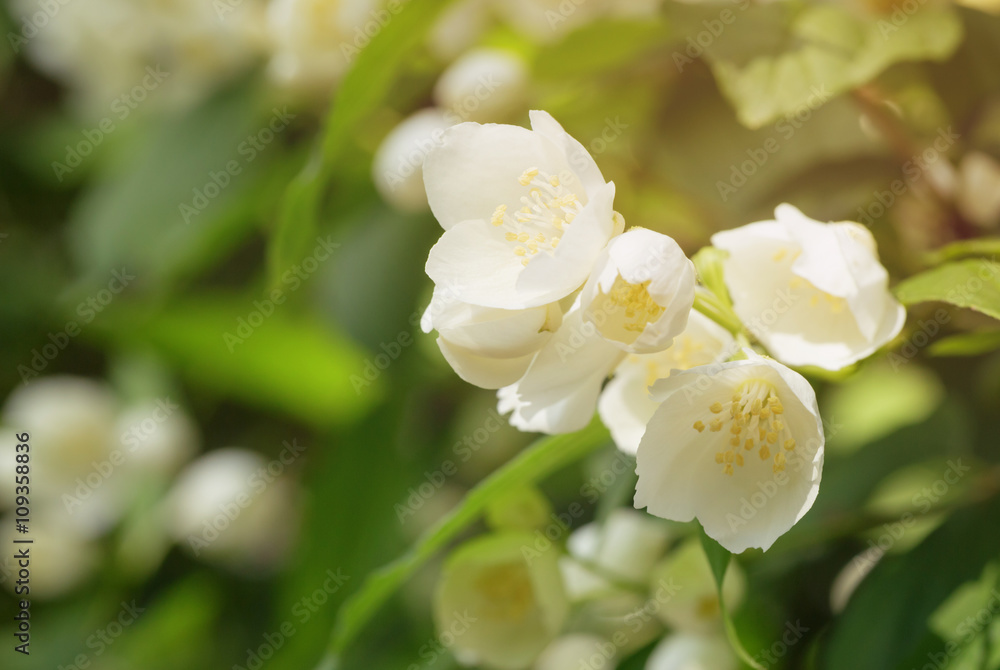 closeup jasmine flowers in sunny day, toned photo closeup jasmine flowers in sunny day, toned photo