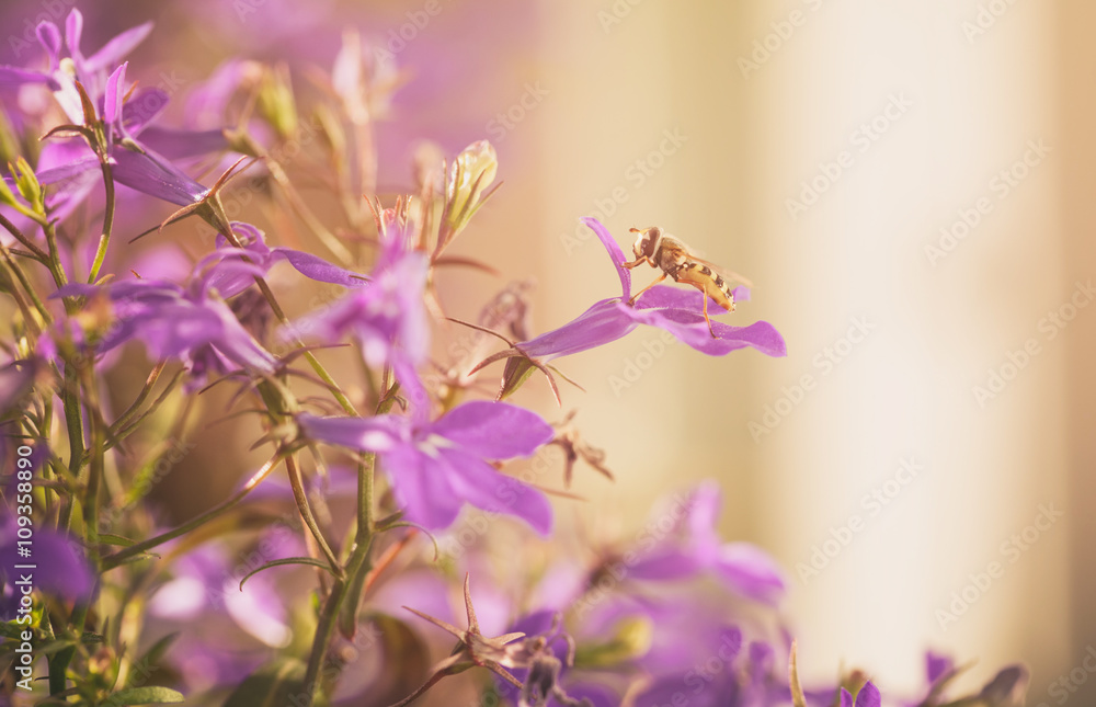 closeup photo of lobelia flowers with insect, toned photo closeup photo of lobelia flowers with insect, toned photo