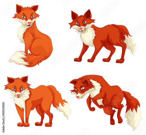 Four foxes in different poses