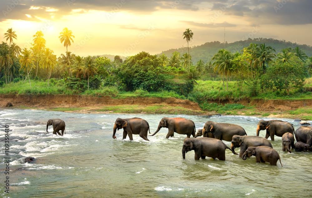 Naklejka premium Słonie w rzece