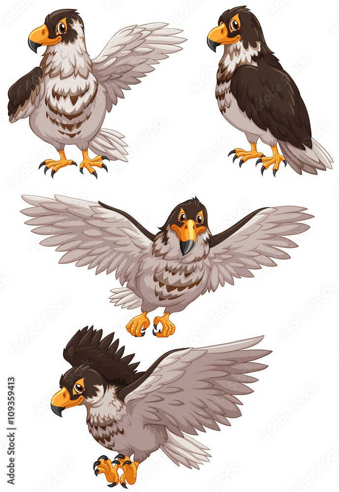 Four eagles in different poses Four eagles in different poses