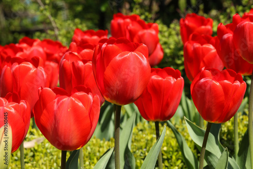 Red tulip flowers in sunlight