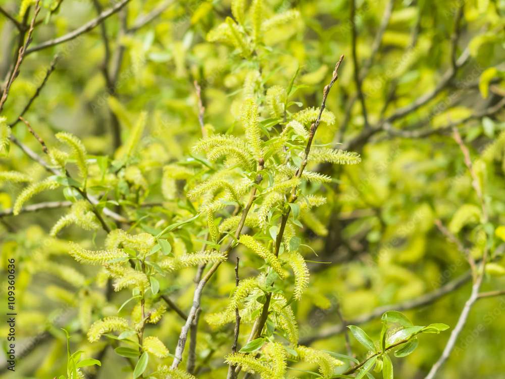 Fototapeta premium Brittle willow, Salix fragilis, blossom in spring with bokeh background, selective focus, shallow DOF