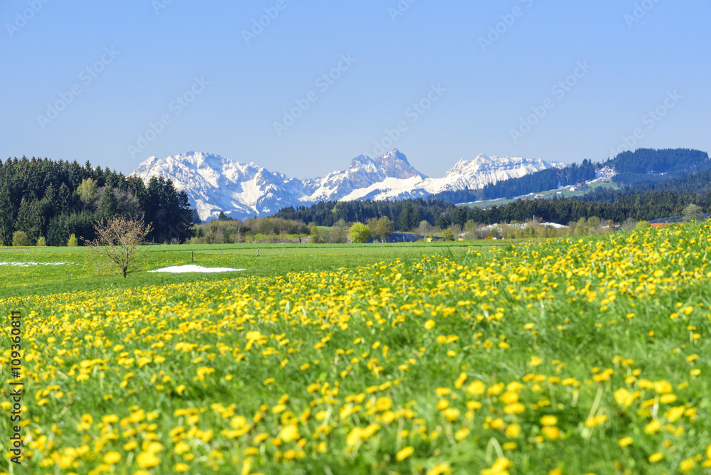 Löwenzahnblüte und verschneite Alpen