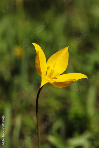 Inside of tiny yellow tulip flower