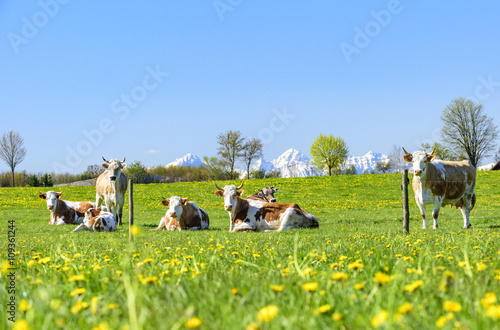artgerechte Tierhaltung von Kühen auf einer Weide im Alpenvorland