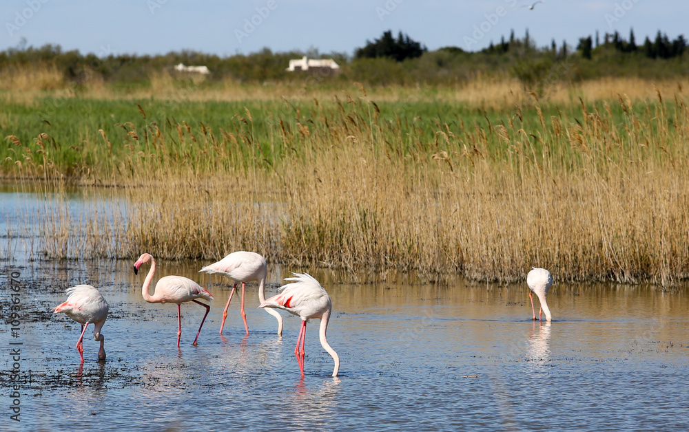 Naklejka premium la camargue
