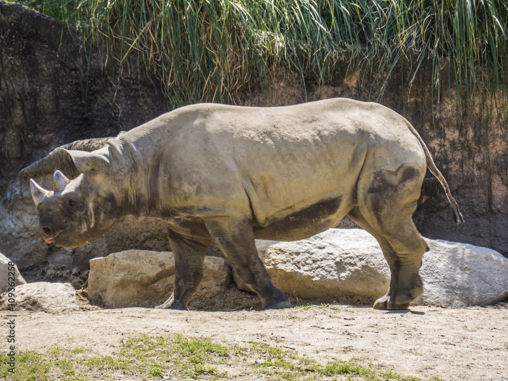 Obraz premium さい