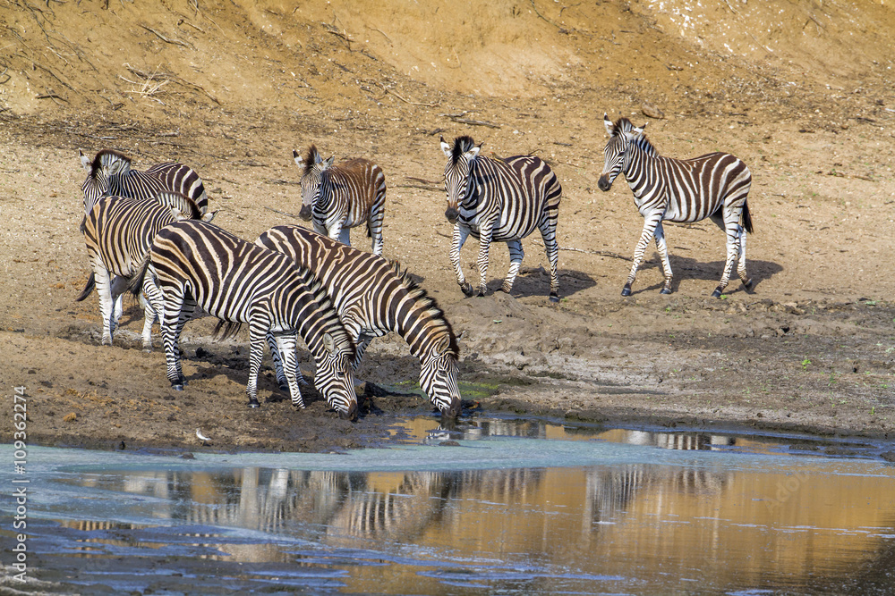 Plains zebra in Kruger National park, South Africa Plains zebra in Kruger National park, South Africa