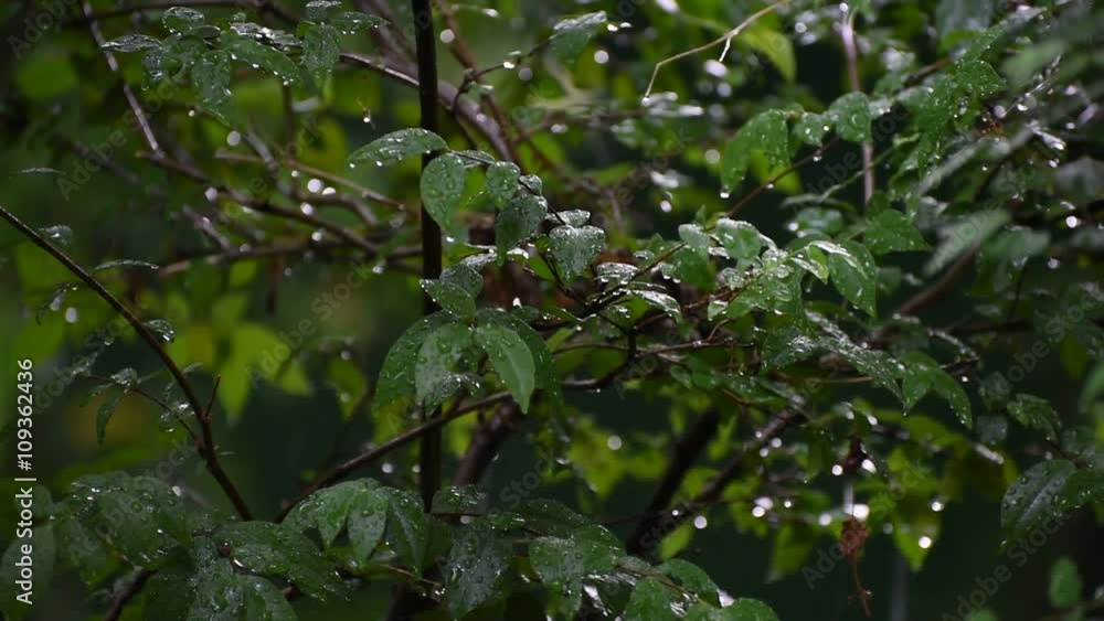 rain in the public park in Thailand rain in the public park in Thailand