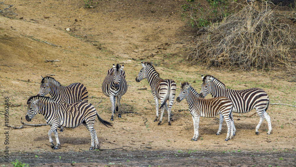 Obraz premium Plains zebra in Kruger National park, South Africa