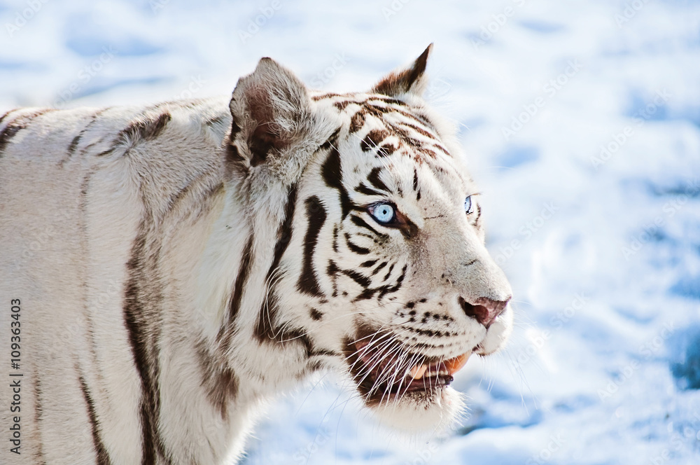 Fototapeta premium Blue-eyed white tiger on a snow background