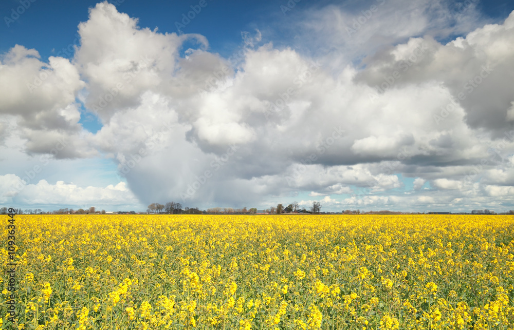 rapeseed flower field and blue sky rapeseed flower field and blue sky