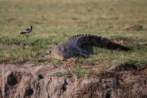 Nile crocodile lurking at Okavango delta © thelp